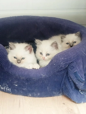 Süße Ragdoll Kitten 