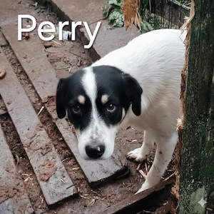 Perry - hast du ein Körbchen frei für ihn?