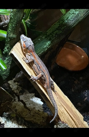 Schöne Höckerkopfgecko Zuchtgruppe (2.3)   sofort startklar  Bild 3