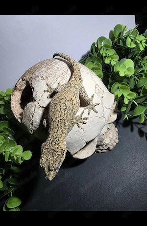 Schöne Höckerkopfgecko Zuchtgruppe (2.3)   sofort startklar  Bild 2