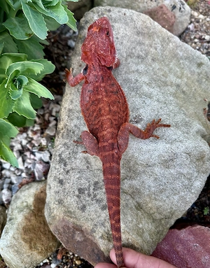 2.2 Rote Bartagamen CB 7 25 Pogona vitticeps 