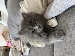 BLH Kater ab Juni abzugeben Bild 2