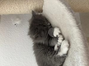 BLH Kater ab Juni abzugeben Bild 3