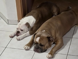old english Bulldogen Paar