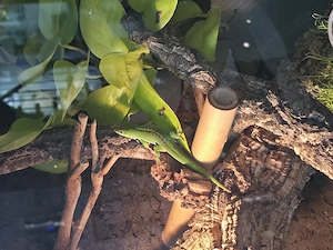  Phelsuma grandis Nachzuchten 2025   Bildschöne Tiere abzugeben
