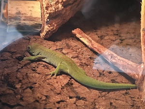  Phelsuma grandis Nachzuchten 2025   Bildschöne Tiere abzugeben Bild 3