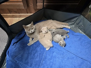 Süße British-Kurzhaar-Kitten suchen ein liebevolles Zuhause Bild 5