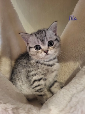 Britisch-Kurzhaar-Kitten   3 verschmuste Prinzessinnen dürfen ausziehen