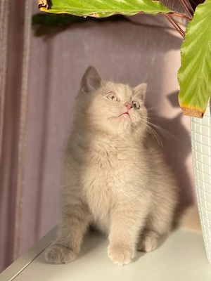 BKH Kitten