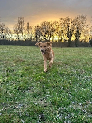  Simba sucht das Traumzuhause ! 