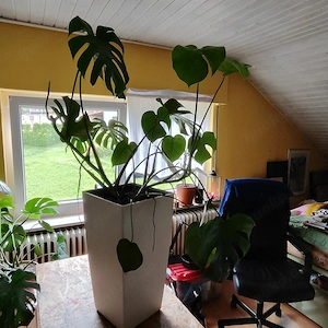 Fensterblatt, Monstera Deliciosa
