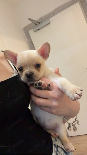 französische bulldoggen mix
