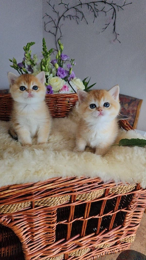 Golden BKH  ny12 kitten Mädchen 