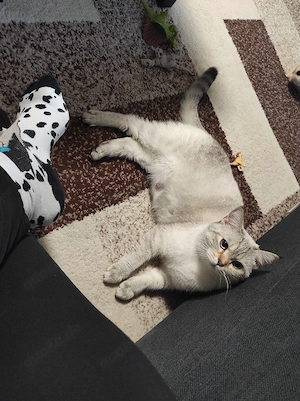 Wurfankündigung BKH Kitten