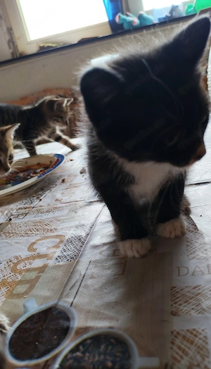   Kleine Samtpfoten suchen ihre Dosenöffner fürs Leben   Bild 6