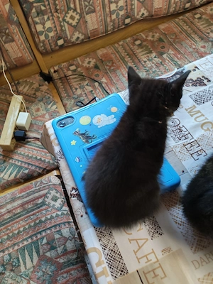   Kleine Samtpfoten suchen ihre Dosenöffner fürs Leben   Bild 5