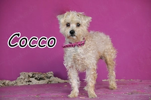 Wer möchte Cocco, diesem kleinen Schatz die Chance auf ein neues Leben und ein Zuhause schenken?