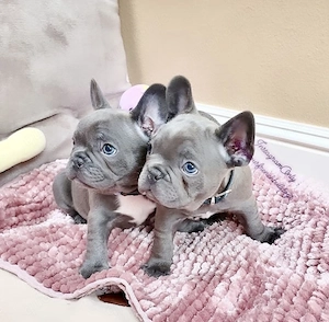 Französische Bulldoggen Welpen