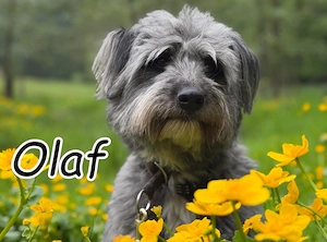 Für Olaf wünschen wir uns Menschen mit Geduld, Konsequenz und Herz