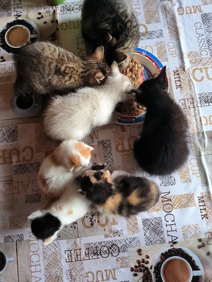   Kleine Samtpfoten suchen ihre Dosenöffner fürs Leben   Bild 3
