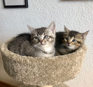 BKH Tabby Kitten 