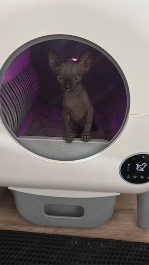 sphinks katze Bild 6