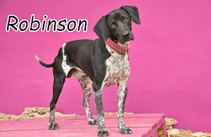 Wer möchte Robinson die Chance auf ein glückliches Leben schenken und ihm ein Zuhause geben?