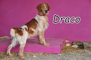 Wer möchte Draco, diesem besonderen Jungen die Chance auf ein neues Leben schenken?  