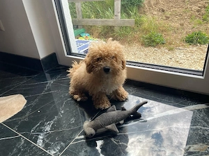Maltipoo welpen