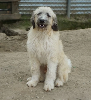 Taigo, geb. ca.09 2025, lebt in GRIECHENLAND, im städt. Tierheim Serres Bild 2