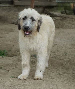 Taigo, geb. ca.09 2025, lebt in GRIECHENLAND, im städt. Tierheim Serres Bild 6