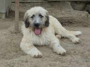Taigo, geb. ca.09 2025, lebt in GRIECHENLAND, im städt. Tierheim Serres Bild 5