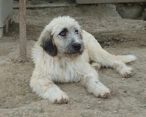 Taigo, geb. ca.09 2025, lebt in GRIECHENLAND, im städt. Tierheim Serres Bild 4