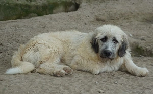 Taigo, geb. ca.09 2025, lebt in GRIECHENLAND, im städt. Tierheim Serres Bild 8