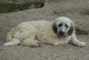 Taigo, geb. ca.09 2025, lebt in GRIECHENLAND, im städt. Tierheim Serres Bild 7