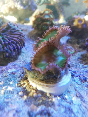 Meerwasser Palythoa Grandis Zoanthus 