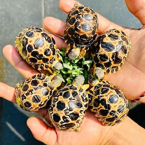 Nachgezogene Aldabra- und Strahlenschildkröten verfügbar. Bild 2