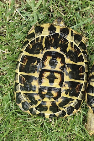 1,0 Testudo hermanni hermanni NZ 18
