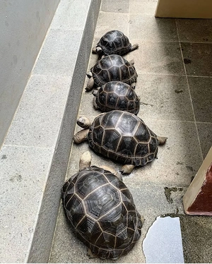 Nachgezogene Aldabra- und Strahlenschildkröten verfügbar.