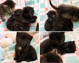 Wunderschöne BKH-Mix Kitten suchen ein liebevolles Zuhause    Bild 2
