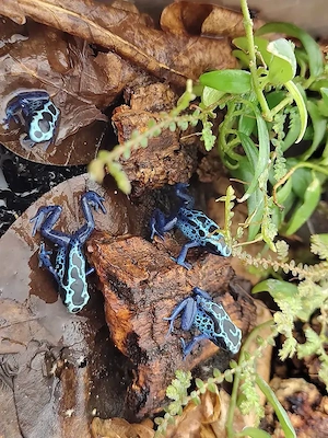 Dendrobates Azureus Pfeilgiftfrosch Blauer Baumsteiger
