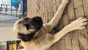 Kangal sucht neues Zuhause