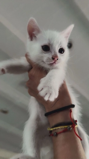 katzenbabys abzugeben