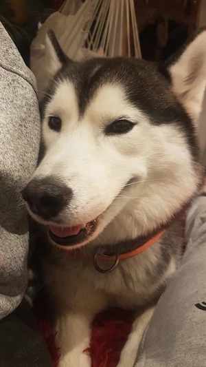 Sibirien Husky Showlinie