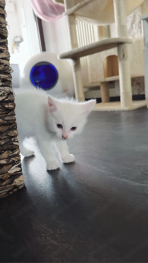 katzenbabys abzugeben