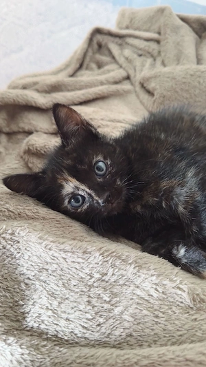 katzenbabys abzugeben