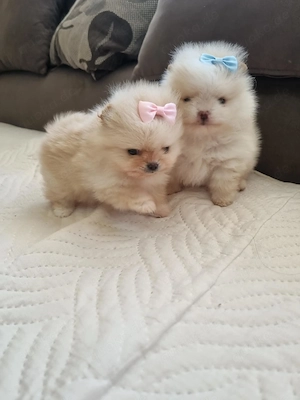 Pomeranian-Welpe