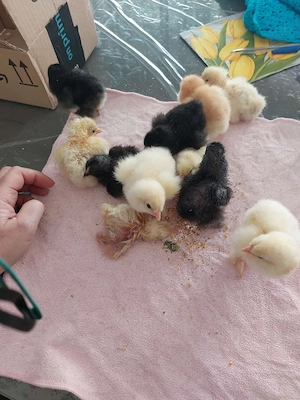 Reinrassige Brahmer Küken  Bild 5