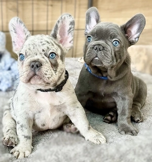 2026 Französische Bulldoggen Welpen