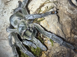 Psalmopoeus Cambridgei Vogelspinne 0.1 Adultes Weibchen 